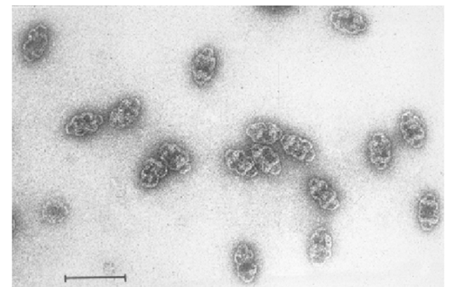 TimeVault: Photograph of Vault using electron microscopy