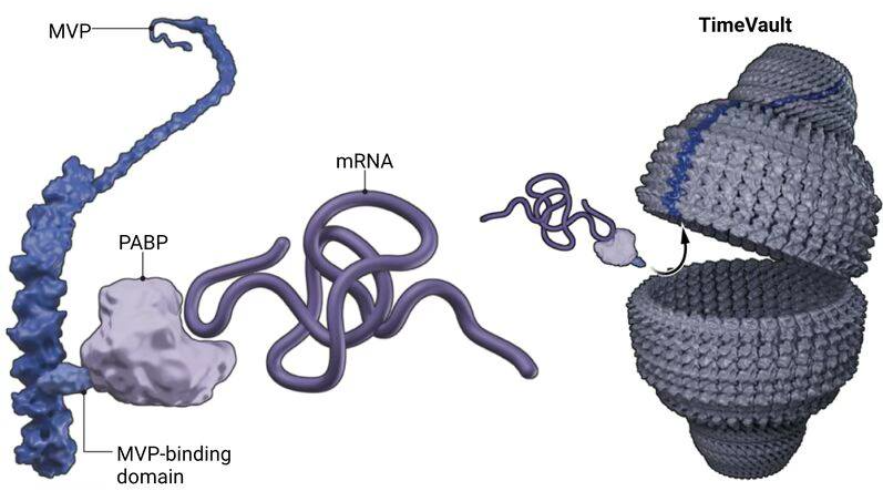 TimeVault: Inserting a protein domain MVP to Poly (A) binding PABP
